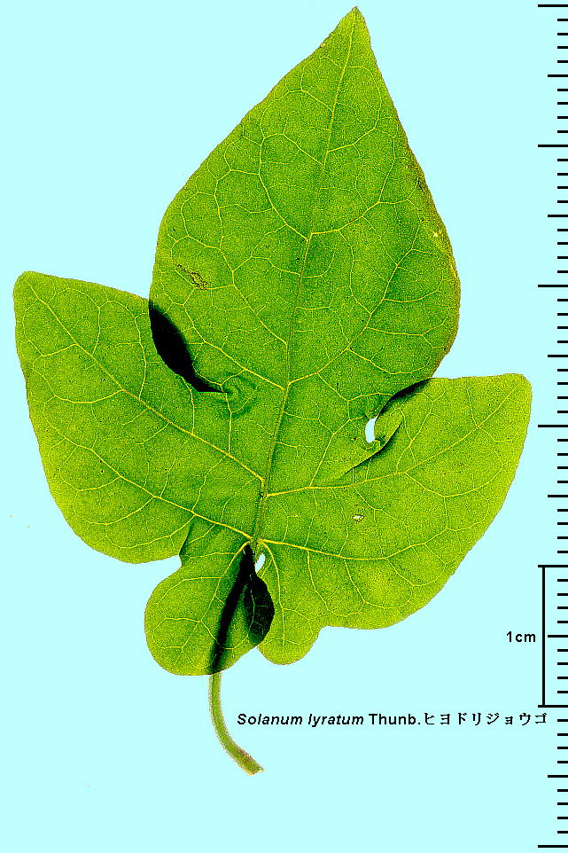 Solanum lyratum Thunb. qhWES t