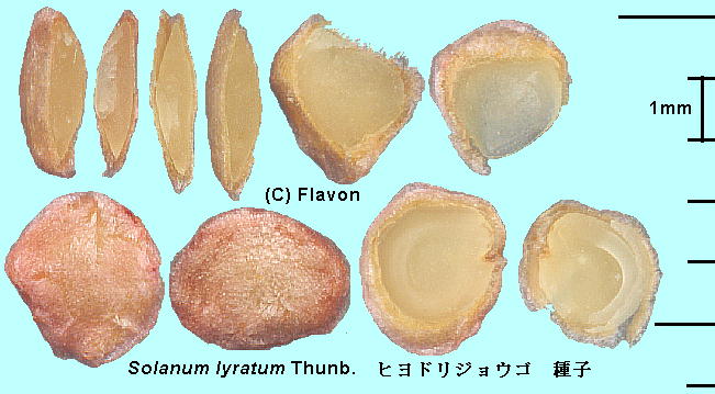 Solanum lyratum Thunb. qhWES q