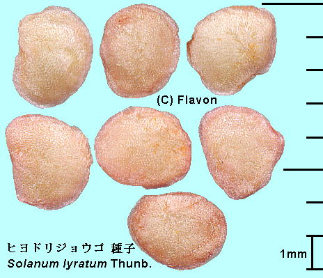 Solanum lyratum Thunb. qhWES q