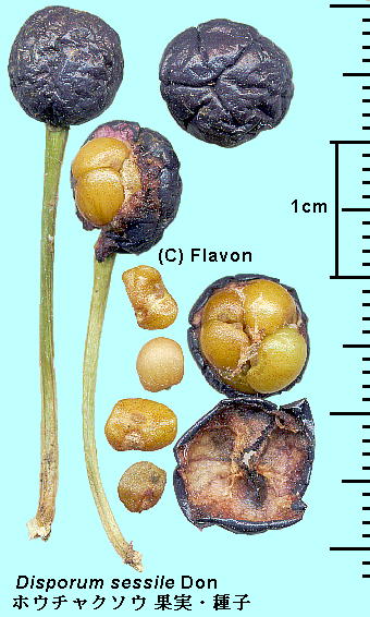 Disporum sessile D.Don ex Schult. et Schult.f. zE`N\E Fruits ʎ