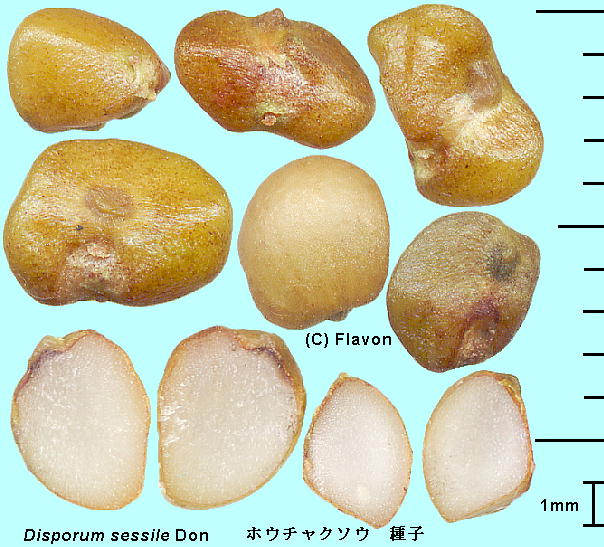 Disporum sessile D.Don ex Schult. et Schult.f. zE`N\E Seeds q