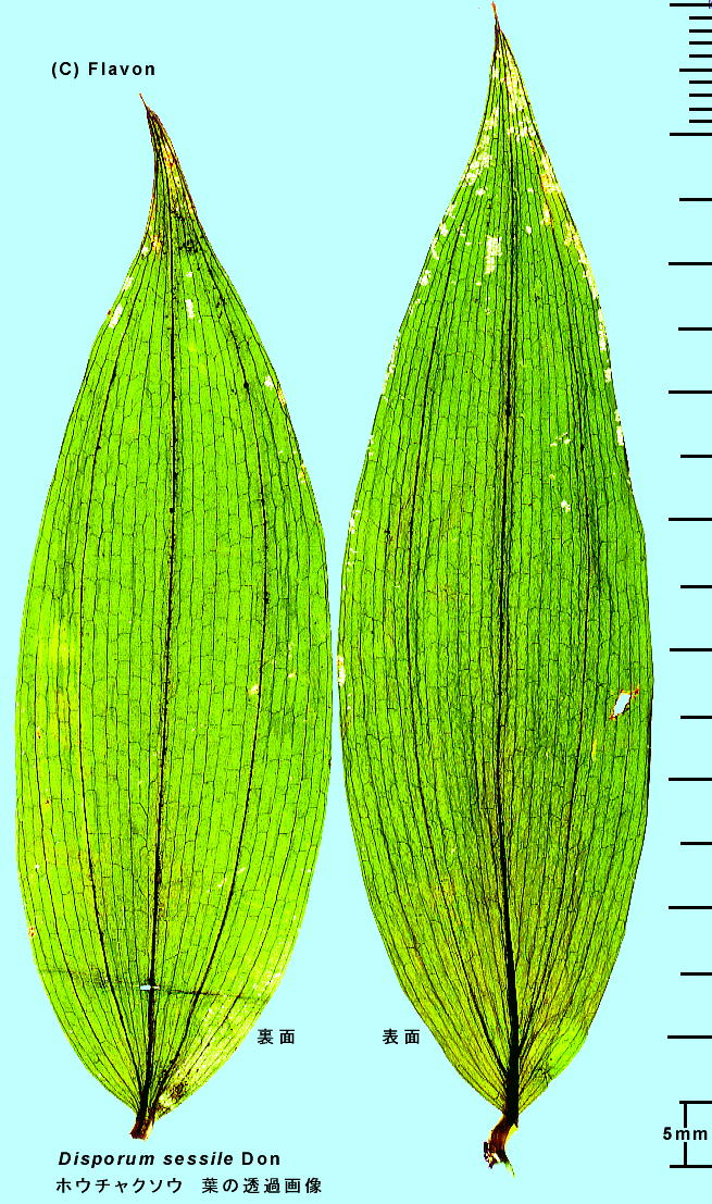 Disporum sessile Don zE`N\E Leaf, Leaf vein tEt