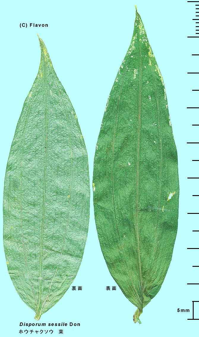 Disporum sessile D.Don ex Schult. et Schult.f. zE`N\E Leaf t