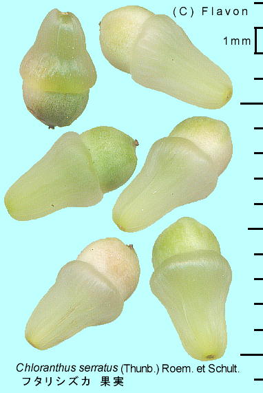 Chloranthus serratus t^VYJ ʎEq