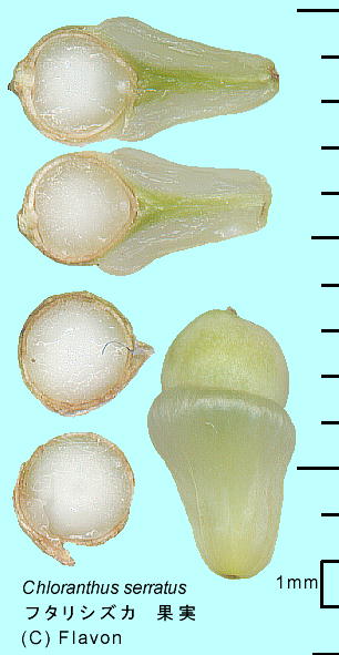 Chloranthus serratus t^VYJ ʎEq