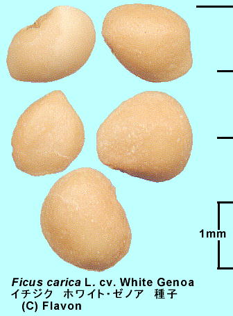 Ficus carica L. eWhite Genoaf