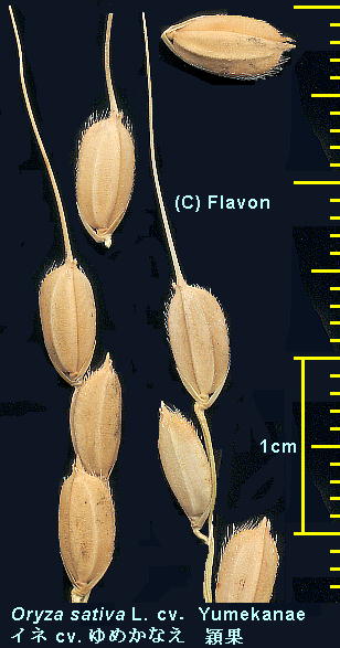 Oryza sativa L. cv. Yumekanae Cl cv. ߂Ȃ nʁEq