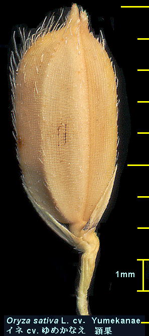 Oryza sativa L. cv. Yumekanae Cl cv. ߂Ȃ n