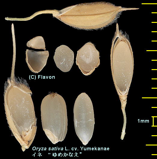 Oryza sativa L. cv. Yumekanae Cl cv. ߂Ȃ nʁEq