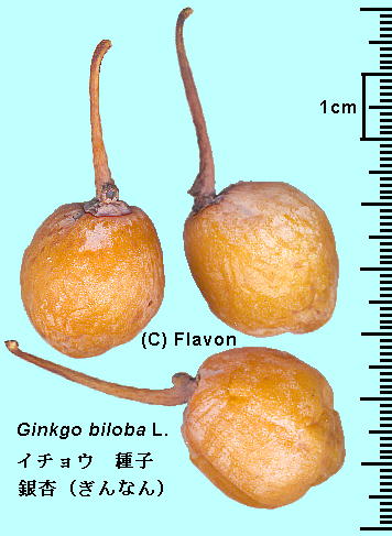 Ginkgo biloba L. C`E q