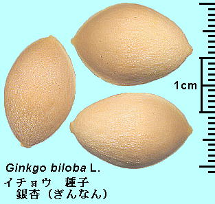 Ginkgo biloba L. C`E q