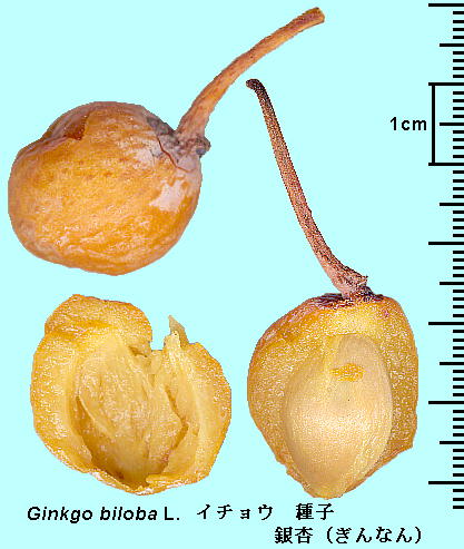 Ginkgo biloba L. C`E q