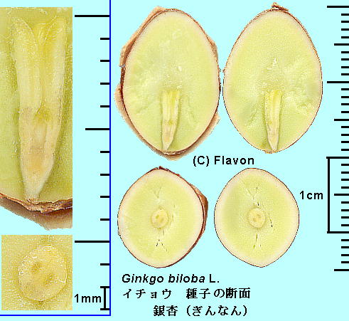 Ginkgo biloba L. C`E q