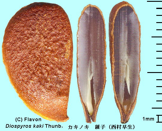 Diospyros kaki Thunb. cv. Nishimura-wase JLmL cv.  q