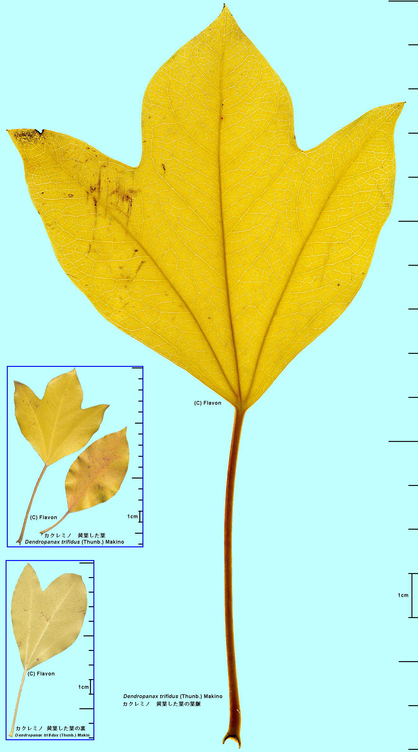 Dendropanax trifidus (Thunb.) Makino ex H.Hara JN~m ttEt