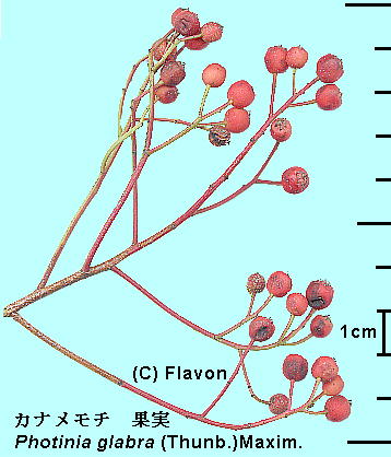 Photinia glabra (Thunb.) Maxim. Ji` ʎ