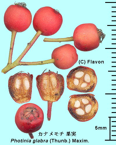 Photinia glabra (Thunb.) Maxim. Ji` ʎ