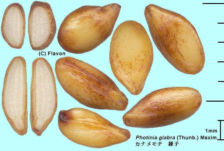 Photinia glabra (Thunb.) Maxim. Ji` q