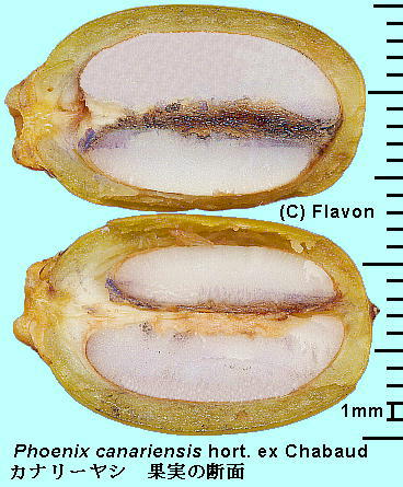 Phoenix canariensis hort. ex Chabaud Ji[V ʎ̒f