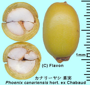 Phoenix canariensis hort. ex Chabaud �J�i���[���V �ʎ��E�ʎ��̒f��