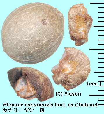 Phoenix canariensis hort. ex Chabaud Ji[V jEq