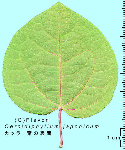 Cercidiphyllum japonicum Sieb. et Zucc. Jc t