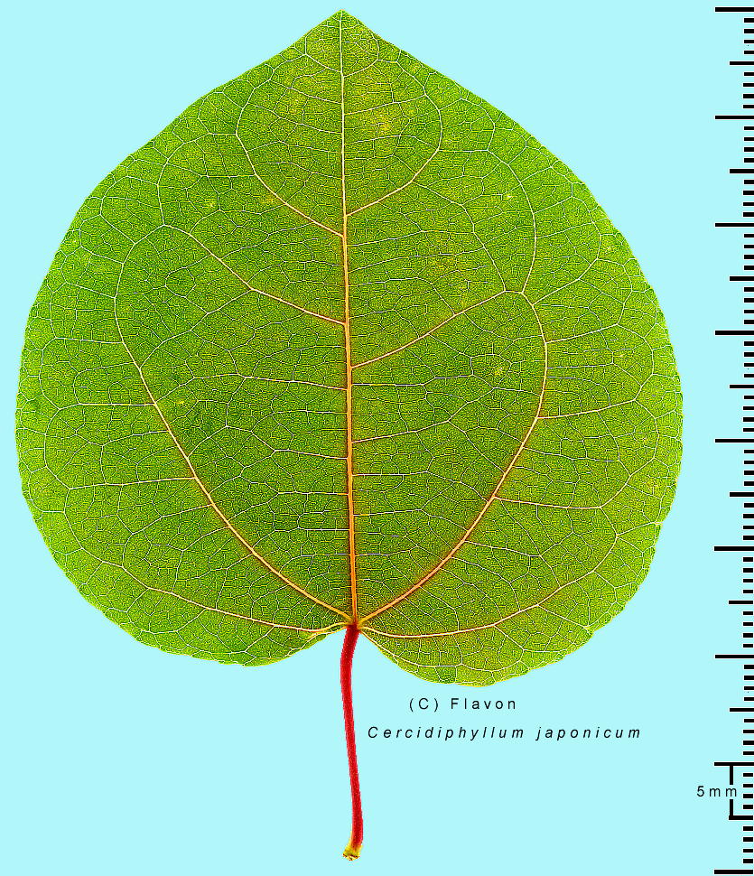 Cercidiphyllum japonicum Sieb. et Zucc. Jc t