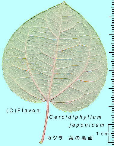 Cercidiphyllum japonicum Sieb. et Zucc. Jc t
