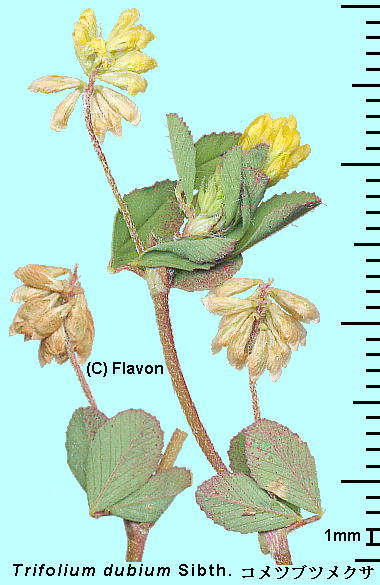 Trifolium dubium Sibth. RcucNT 