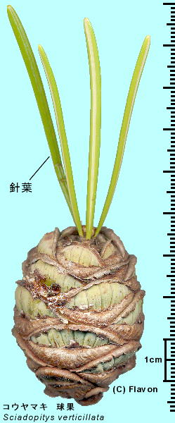 Sciadopitys verticillata (Thunb.) Sieb. et Zucc.FRE}L ({)