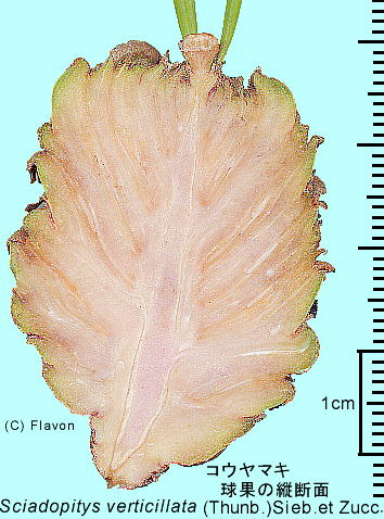 Sciadopitys verticillata (Thunb.) Sieb. et Zucc.FRE}L ({)