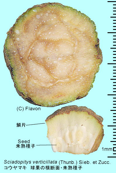 Sciadopitys verticillata (Thunb.) Sieb. et Zucc.FRE}L ({)