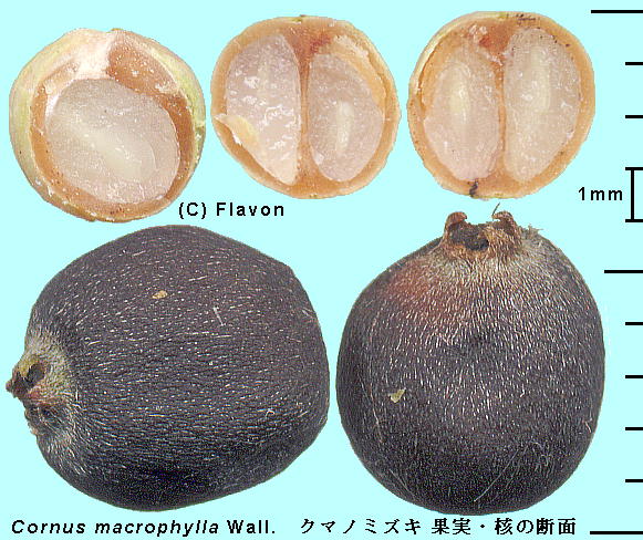 Cornus macrophylla Wall. N}m~YL ʎEj̒f