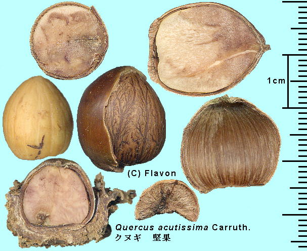 Quercus acutissima Carruth. NkM ʁEkl̒f