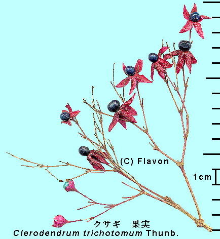 Clerodendrum trichotomum Thunb. NTM ʎ