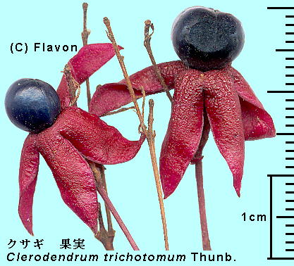 Clerodendrum trichotomum Thunb. NTM ʎ