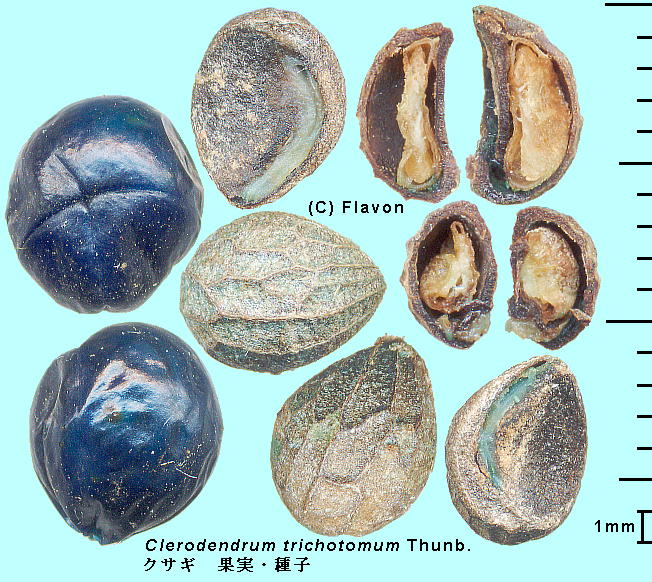Clerodendrum trichotomum Thunb. NTM ʎEq