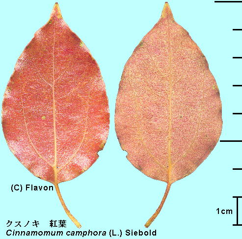 Cinnamomum camphora (L.) J.Presl NXmL gtt