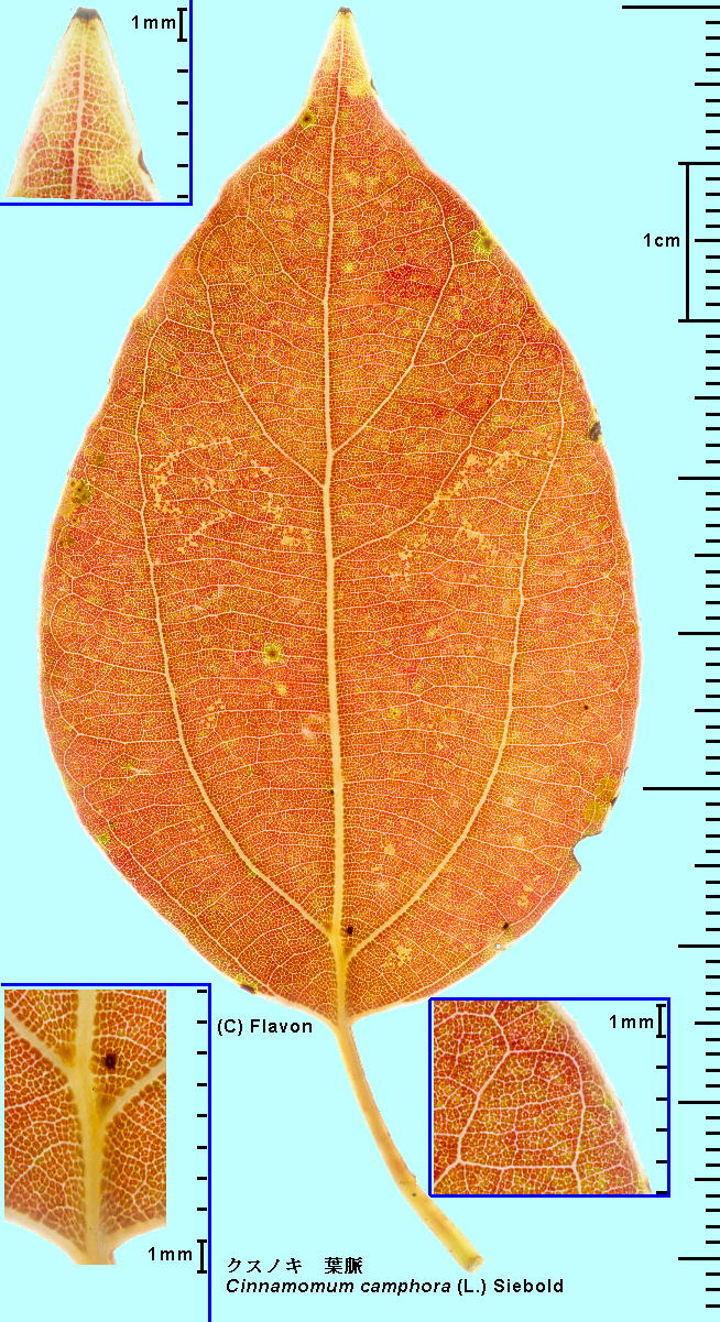 Cinnamomum camphora (L.) Siebold NXmL t