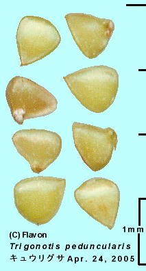 Trigonotis peduncularis (Seeds) LEOT q