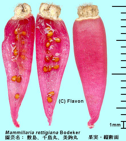 Mammillaria rettigiana Bodeker ~i璹ہAہjʎ