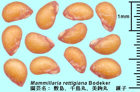 Mammillaria rettigiana Bodeker ~i璹ہAہjq