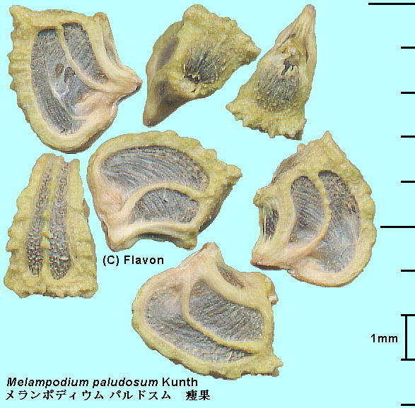 Melampodium paludosum Kunth |fBEEphX 