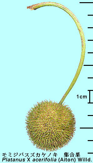 Platanus X acerifolia (Aiton) Willd. ~WoXYJPmL Multiple fruit W