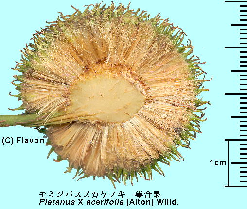 Platanus X acerifolia (Aiton) Willd. ~WoXYJPmL Multiple fruit W