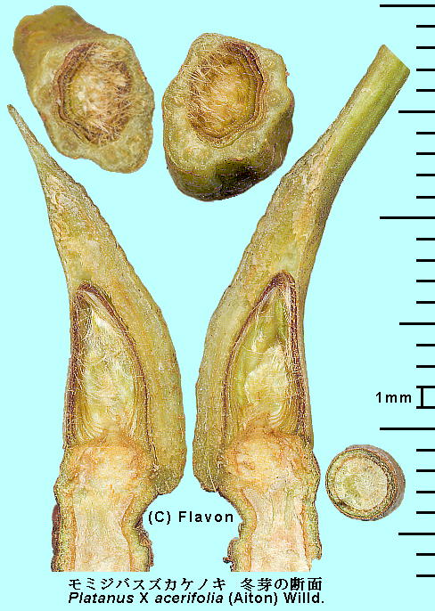 Platanus X acerifolia (Aiton) Willd. ~WoXYJPmL Winter bud ~