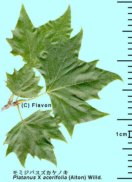 Platanus X acerifolia (Aiton) Willd. ~WoXYJPmL t