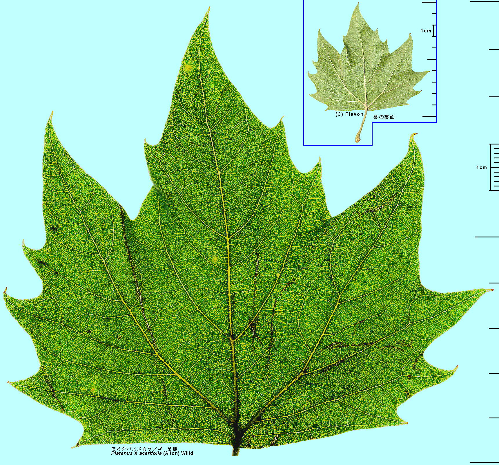 Platanus X acerifolia (Aiton) Willd. ~WoXYJPmL tEt