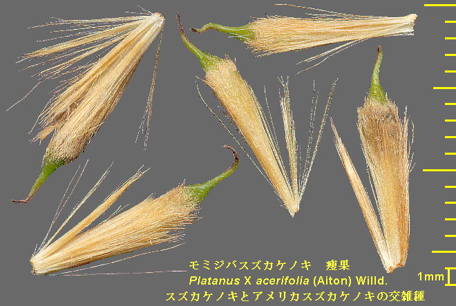 Platanus X acerifolia (Aiton) Willd. ~WoXYJPmL Achene 