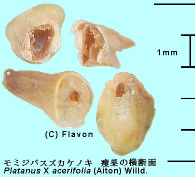 Platanus X acerifolia (Aiton) Willd. ~WoXYJPmL Achene ʂ̉f